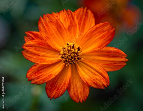 Close-up of vibrant orange gerbera daisy flower.