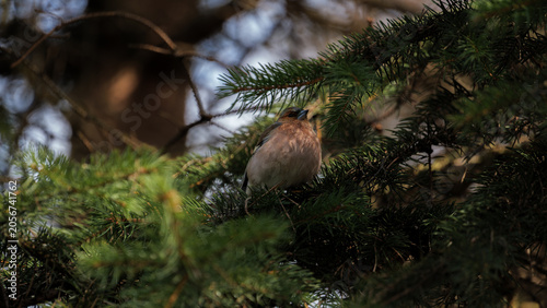 Fényképezés Common chaffinch bird standing on the ground in spring sunlight
