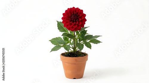 Red flower in terracotta pot on white background minimalist plant decoration