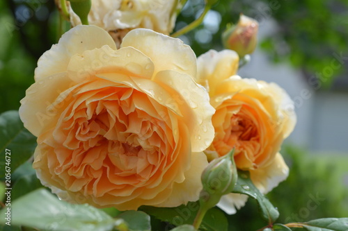 yellow rose in garden