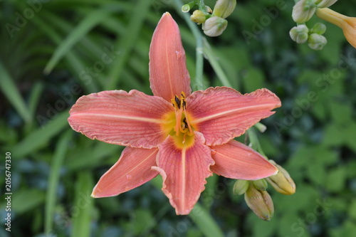 pink lily flower