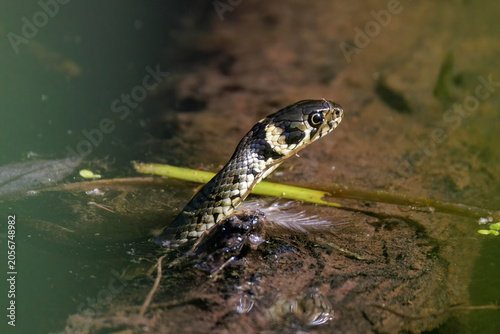 Ringelnatter (Natrix natrix)