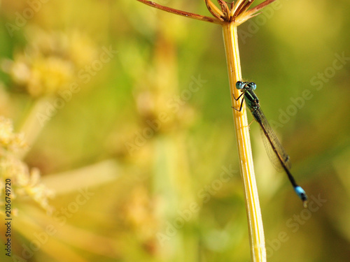 Damselfly on a fennel stem