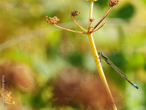 Damselfly on a fennel stem