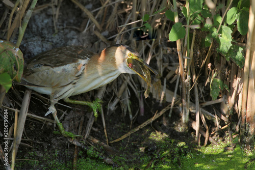 Quadro su tela A dramatic action shot of a female Little Bittern (Ixobrychus minutus) standing on the edge of a pond, attempting to swallow a large fish caught in its beak