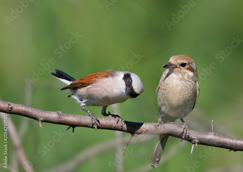 Quadro su tela An eye-level portrait of a breeding pair of Red-backed Shrikes (Lanius collurio) perched close together on a thorny branch against a soft green background