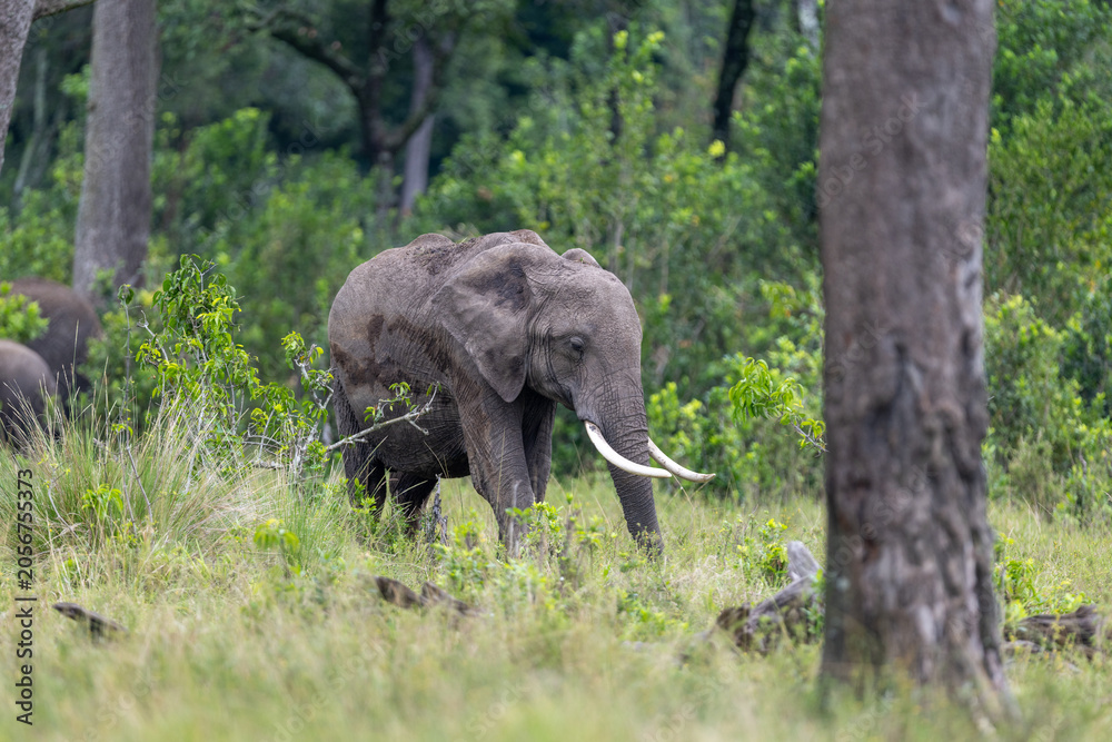 Fototapeta premium African bush elephant walks through tall grass at the edge of the forest - Masai Mara National Reserve, Kenya, African wildlife safari photography
