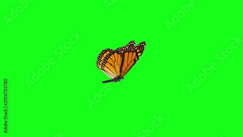 Monarch Butterfly Flapping Wings Side View on Green Screen