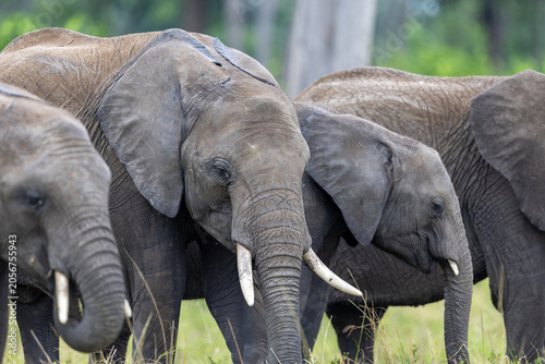 Картината върху платно Three African bush elephants stand close together with their tusks and ears visi