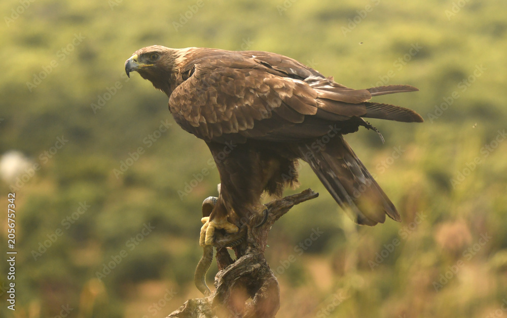 Fototapeta premium aguila real adulta con serpiente de collar 