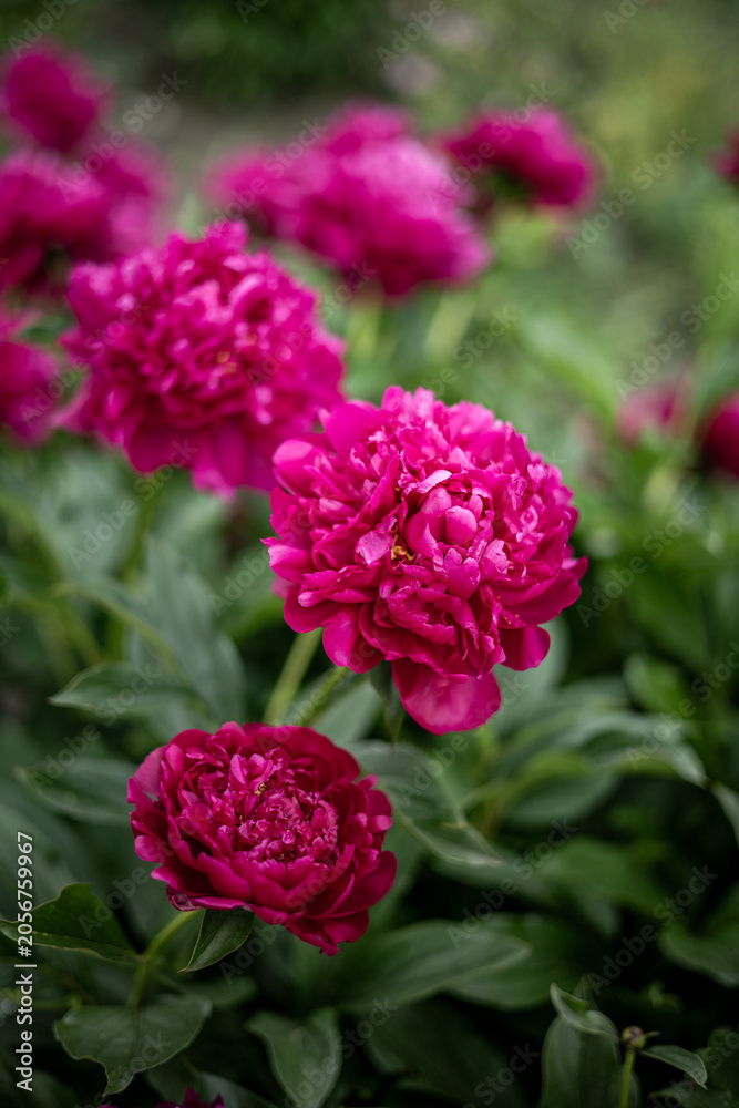 Fototapeta premium Beautiful garden path lined with blooming magenta peony bushes. Vibrant dark pink paeonia flowers growing in rich soil during summer season.