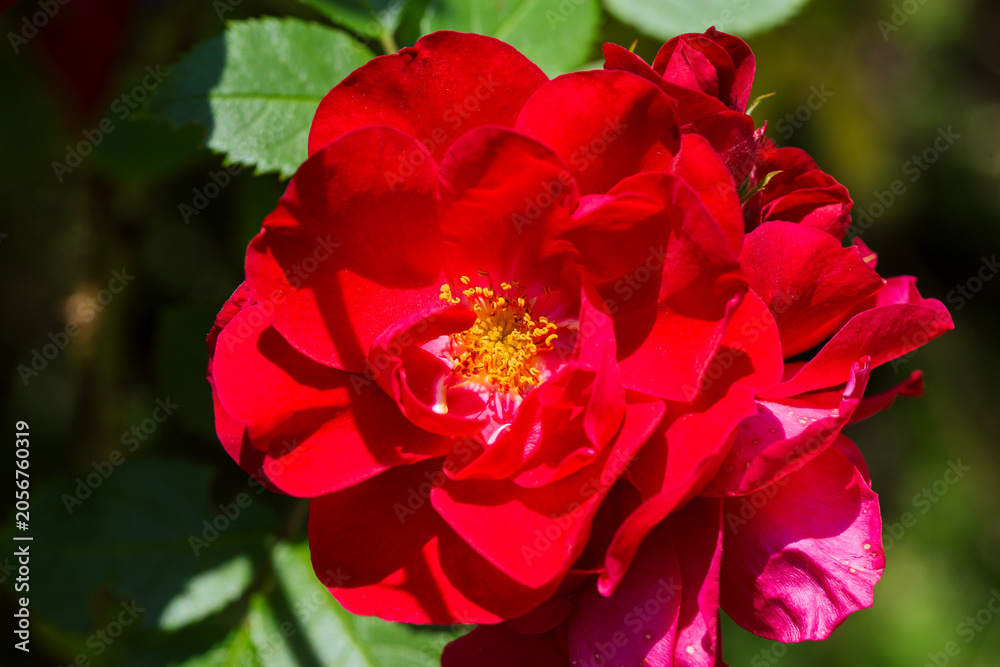 Fototapeta premium Close-up of a blooming red rose with yellow stamens and green leaves in a garden