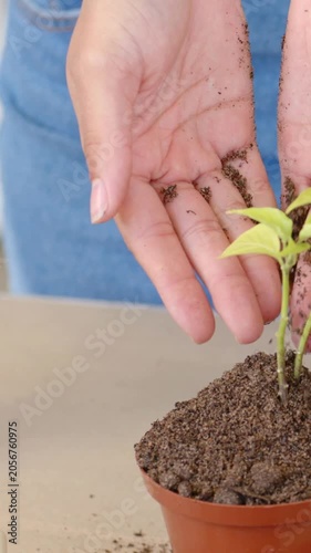 Vertical video: Sprinkling hands releasing soil over small pot on table, seating seedling in denim
