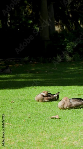 Vertical video: Walking walkers in dark jeans with brown bag briefly blocking ducks resting on lawn