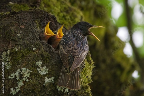 Common Starling (Sturnus vulgaris) Feeding Hungry Chick with Wide Open Yellow Beak in Tree Hollow Nest. Common bird in Czech republic.