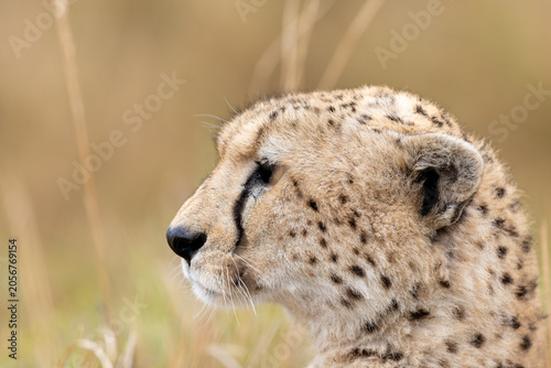 Cuadro en lienzo Adult cheetah holds its head up and looks across the savannah - Masai Mara Natio