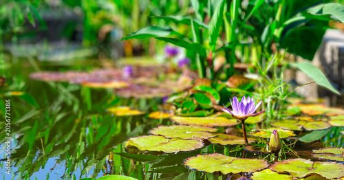Obraz na płótnie water lily in the pond