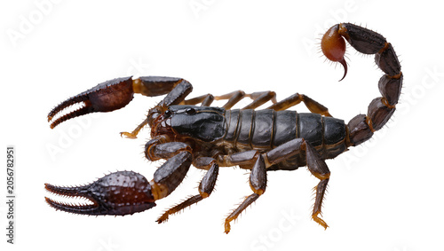 Εκτύπωση καμβά Isolated black scorpion with powerful pincers and venomous stinger on curled tail