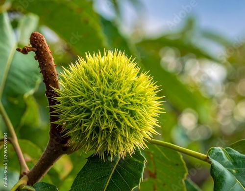 Close-up of a green caterpillar on a plant stem.