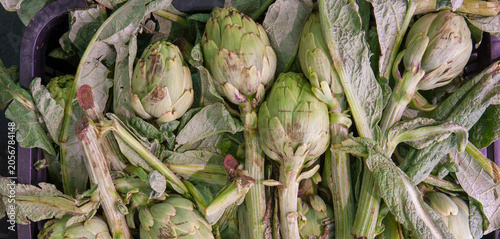 Fresh artichokes, Navarre, Spain