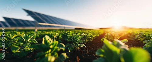 Panel kuchenny z motywem Solar panels among green crop seedlings at golden sunset glow