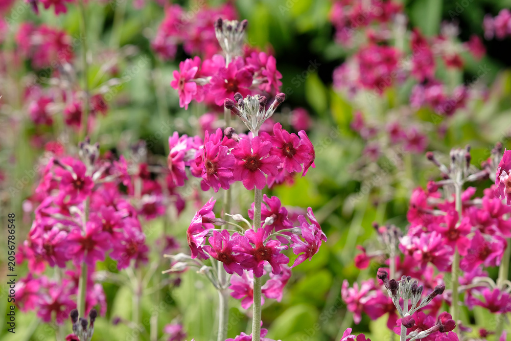 Obraz premium Pink Primula pulverulenta, mealy primrose in flower.
