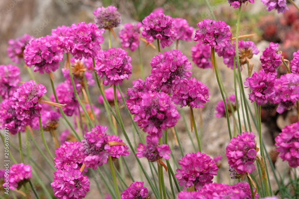 Obraz premium Fuchsia pink Armeria maritima, great thrift in flower.
