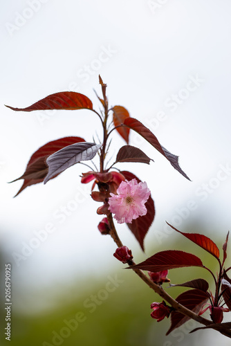 Pink kanzan cherry blossom branch with dark red leaves and copy space