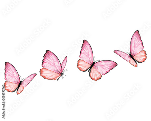 set of butterflies isolated on white pink monarch