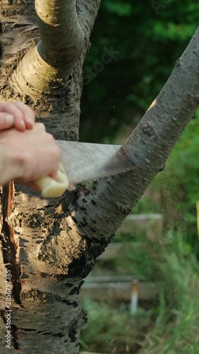 Sawing a branch on a tree with a handsaw