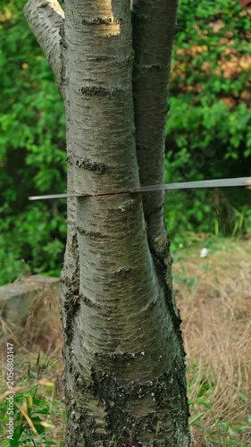 Close-up of a man cutting a tree branch with a handsaw