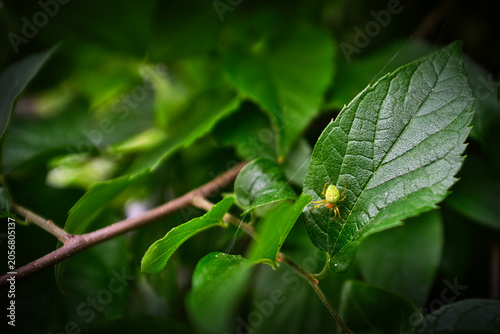 Spider on leaves