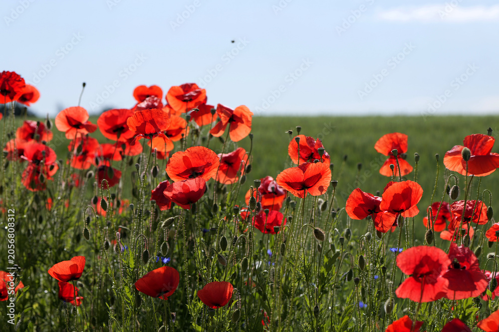 Fototapeta premium Red poppies blooming in green summer field under blue sky
