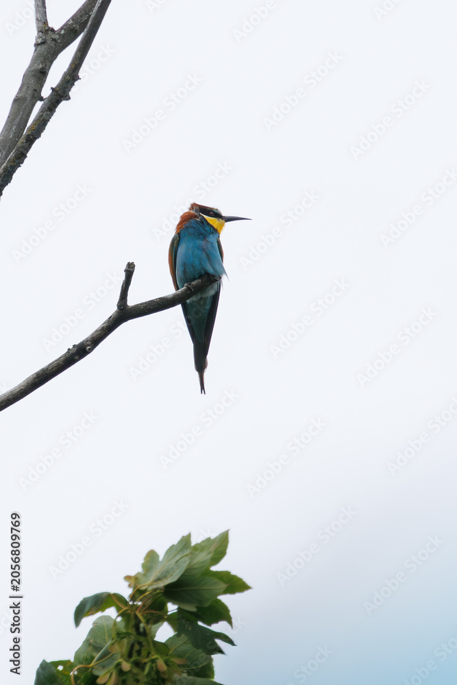 Fototapeta premium European bee-eater in a tree looking for food in its natural environment 