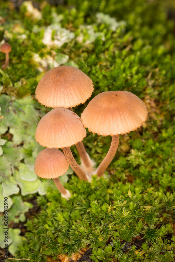Fototapeta premium Close up of Galerina fungi, a small brown mushroom which is a species of fungus belonging in the family Cortinariaceae. It occurs throughout much of the world