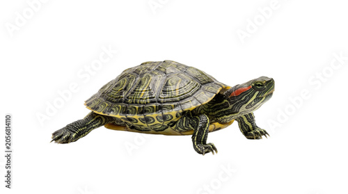 Bild auf Leinwand turtle isolated on white background