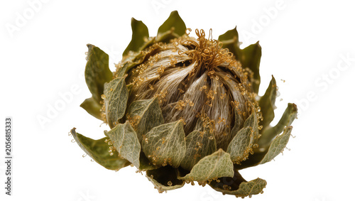 Fotografija Isolated exotic plant with golden sparkling sap beads covering its green hairy b