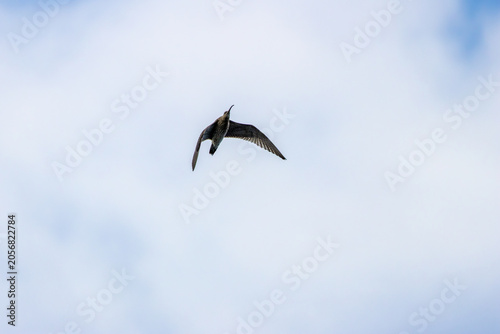 Photography Curlew in Flight