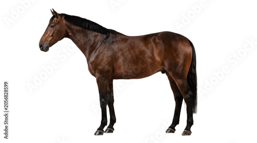 horse isolated on white background