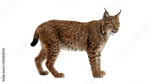 lynx in front of white background