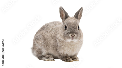 white rabbit on white background