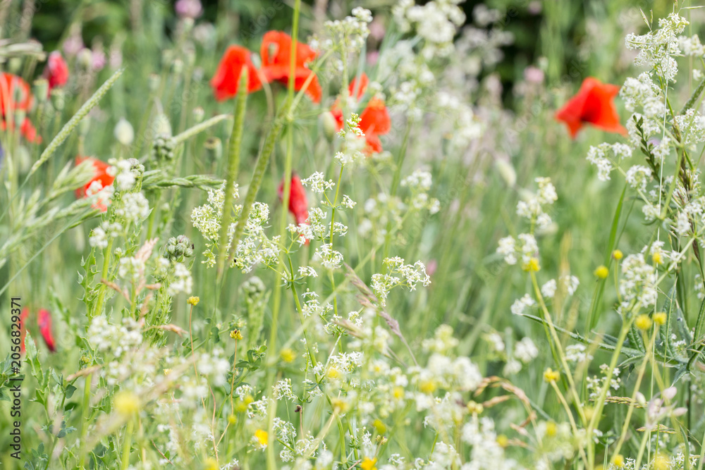 Fototapeta premium Colorful wild flower meadow with red poppy and silene