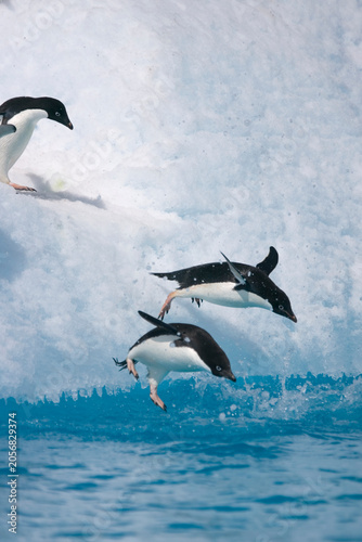 Фотография Adelie penguins leap from an iceberg near Antarctica