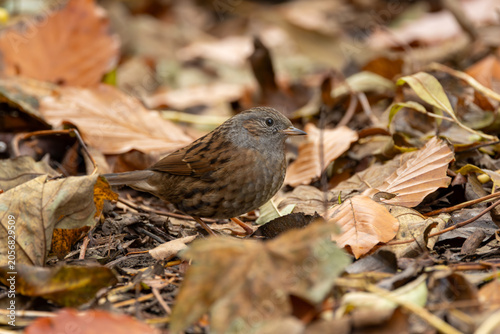 Canvas Print Dunnock Foraging in Leaves