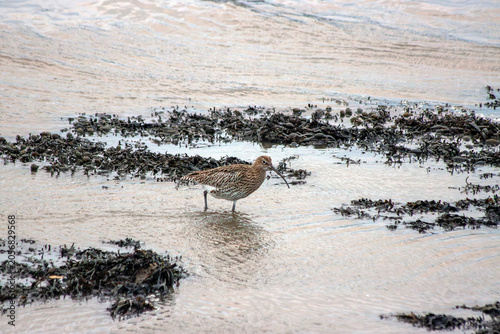 Photography Curlew Foraging on a Rocky Shore