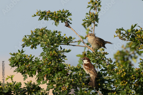Quadro su tela Italian sparrow (Passer italiae) male and fledgling juvenile perched on a green