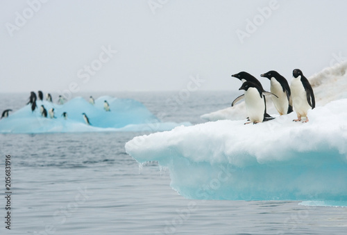 Photography Adelie penguins on an iceberg in the Southern ocean