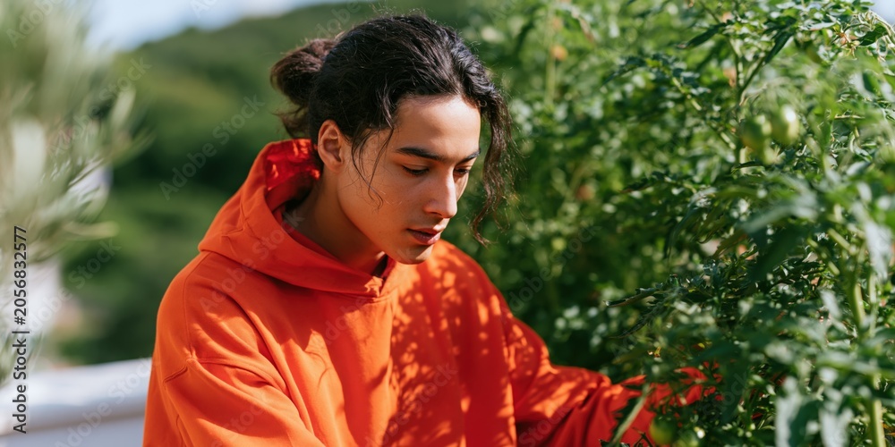 Naklejka premium Young man harvesting tomato from balcony garden in orange hoodie for sustainable lifestyle background and poster design