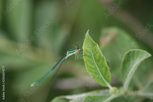 camaïeu de vert