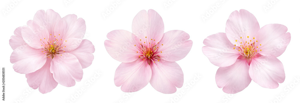 Obraz premium PNG Delicate pink cherry blossoms trio on transparent background